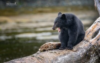 Waiting For Mama – Photo By Dene Rossouw