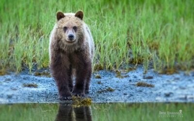 Yearling Grizzly Cub Makes Eye Contact – Photo By Dene Rossouw
