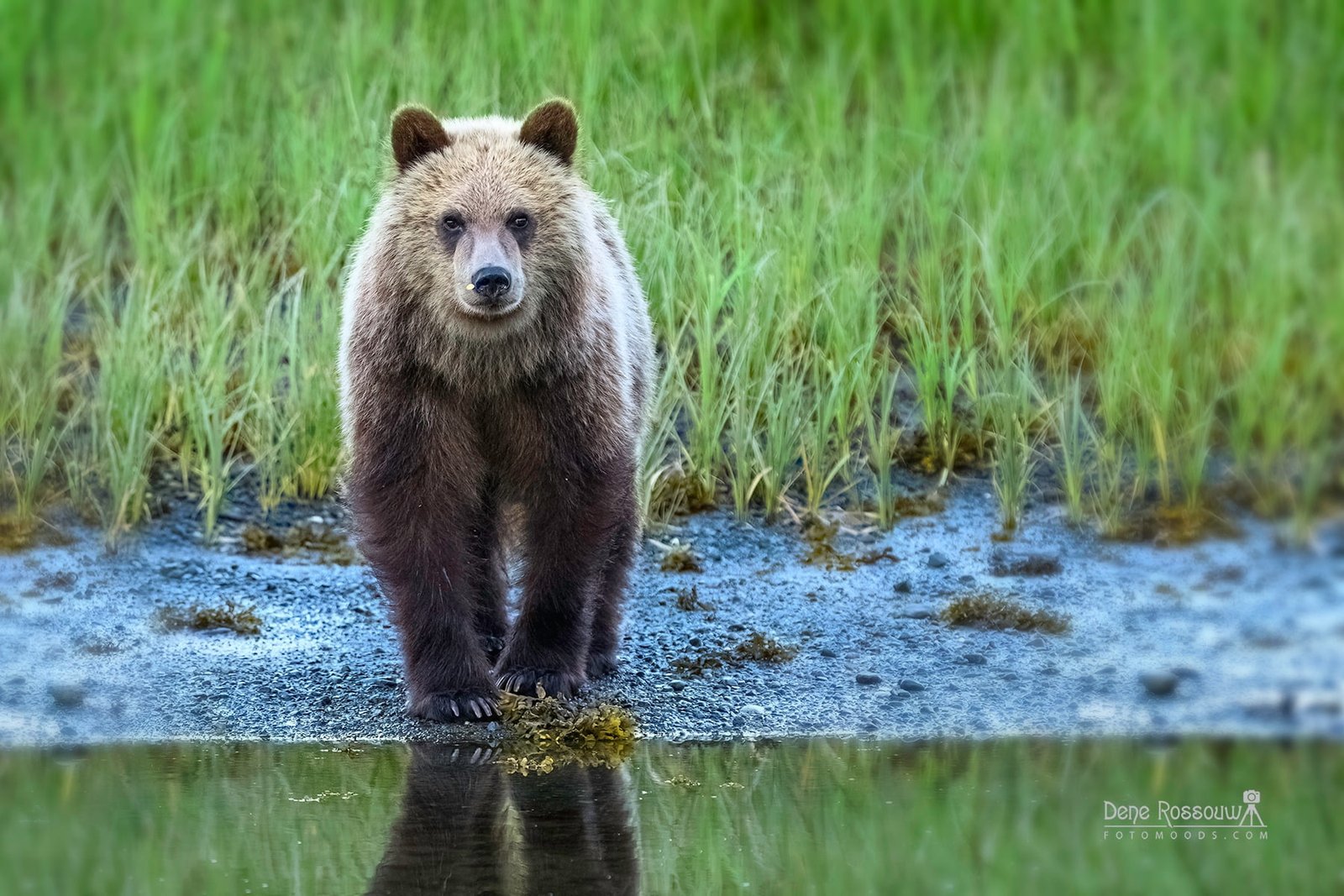 Yearling Grizzly Cub Makes Eye Contact - Photo By Dene Rossouw