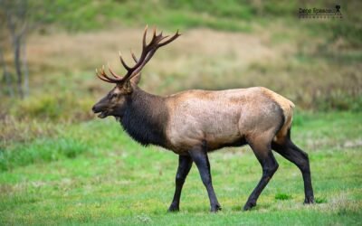 Rut Ready – Photo By Dene Rossouw