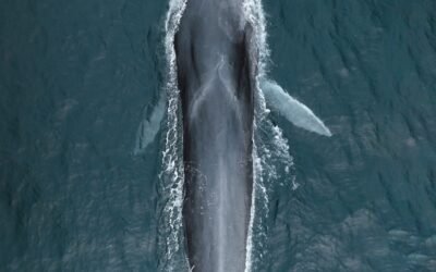 Meet The Pacific Fin Whale