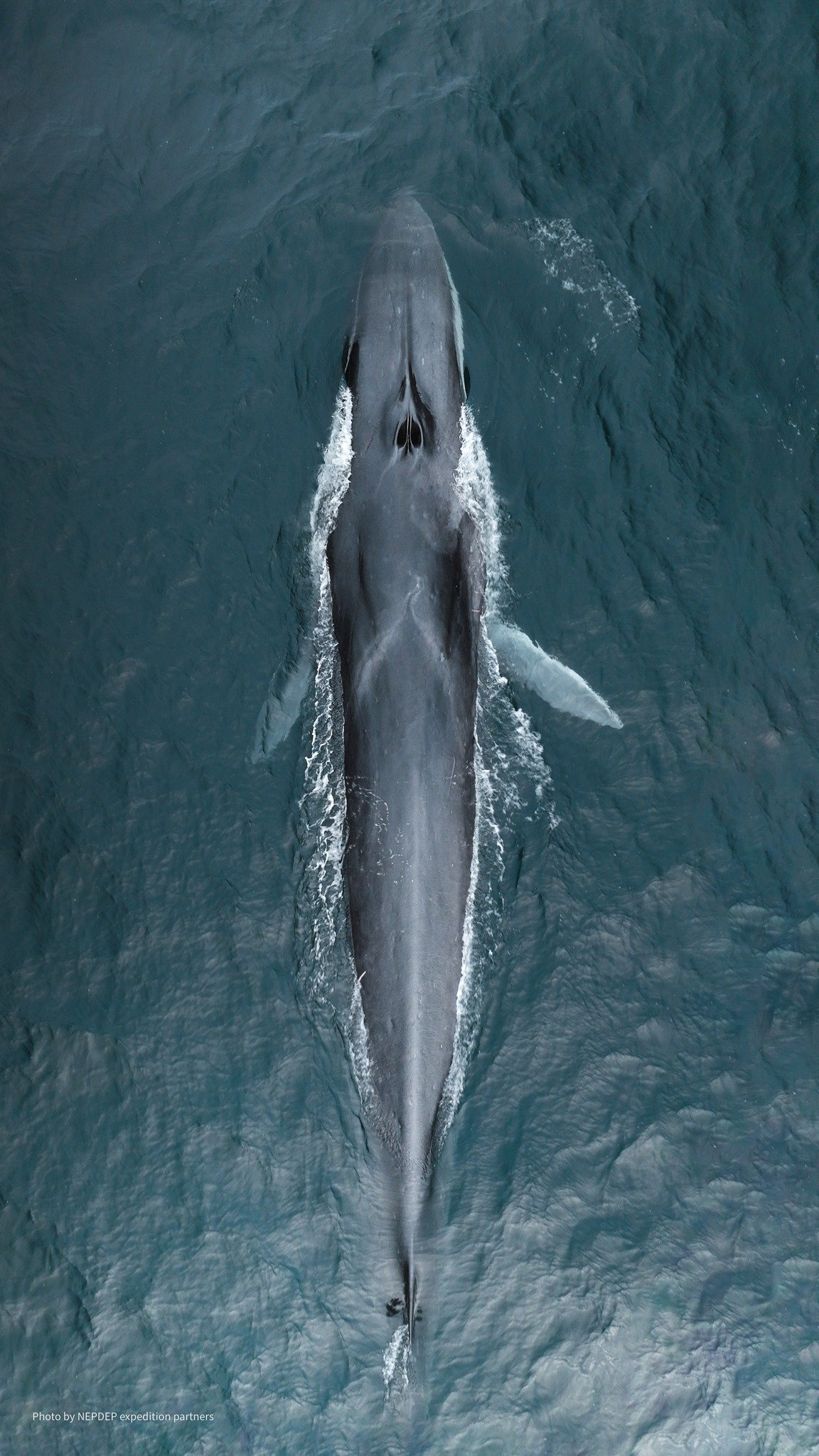 Meet The Pacific Fin Whale