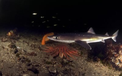 Meet The Pacific Spiny Dogfish