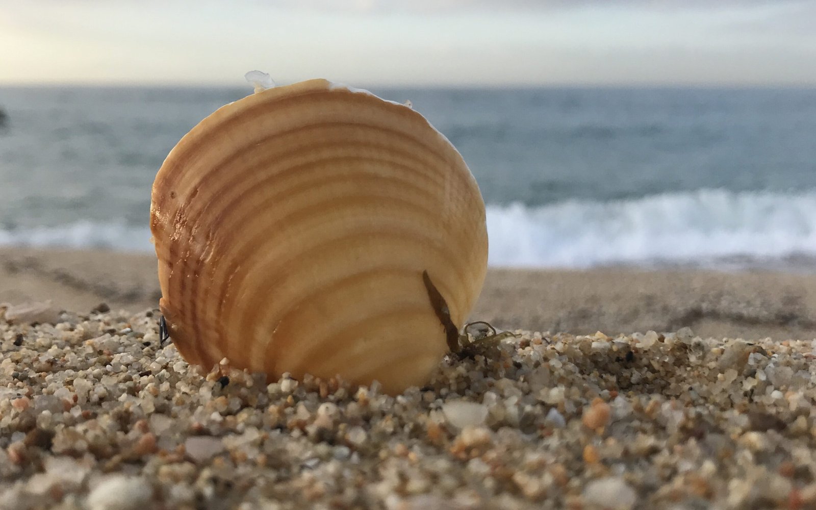 Nanwakolas Council Presentation On Ioxiwe (Clam Gardens) - Webinar