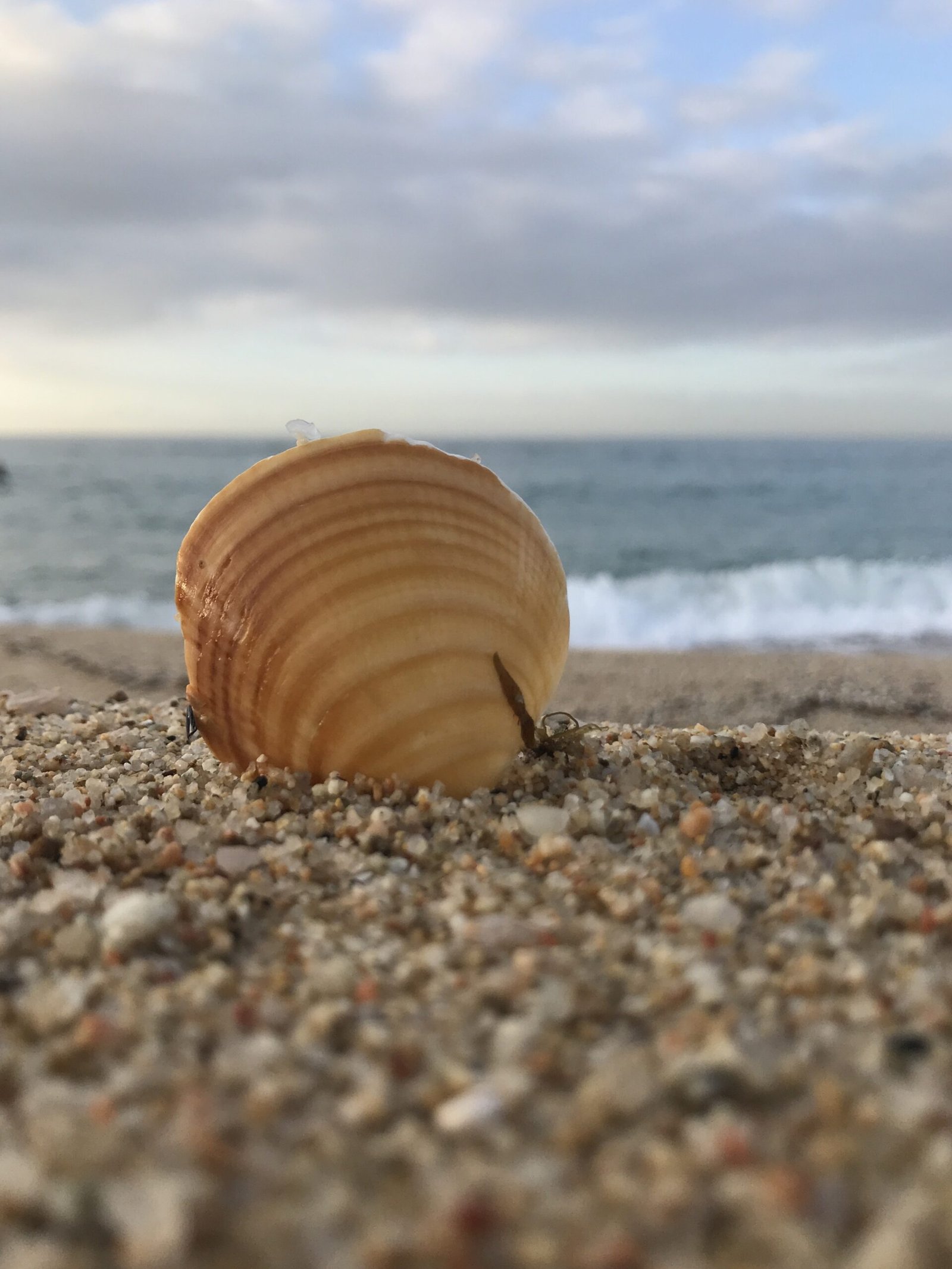 Nanwakolas Council Presentation On Ioxiwe (Clam Gardens) – Webinar – November 7, 2024 at 10am