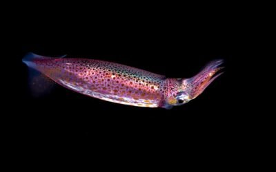 Neon Flying Squid