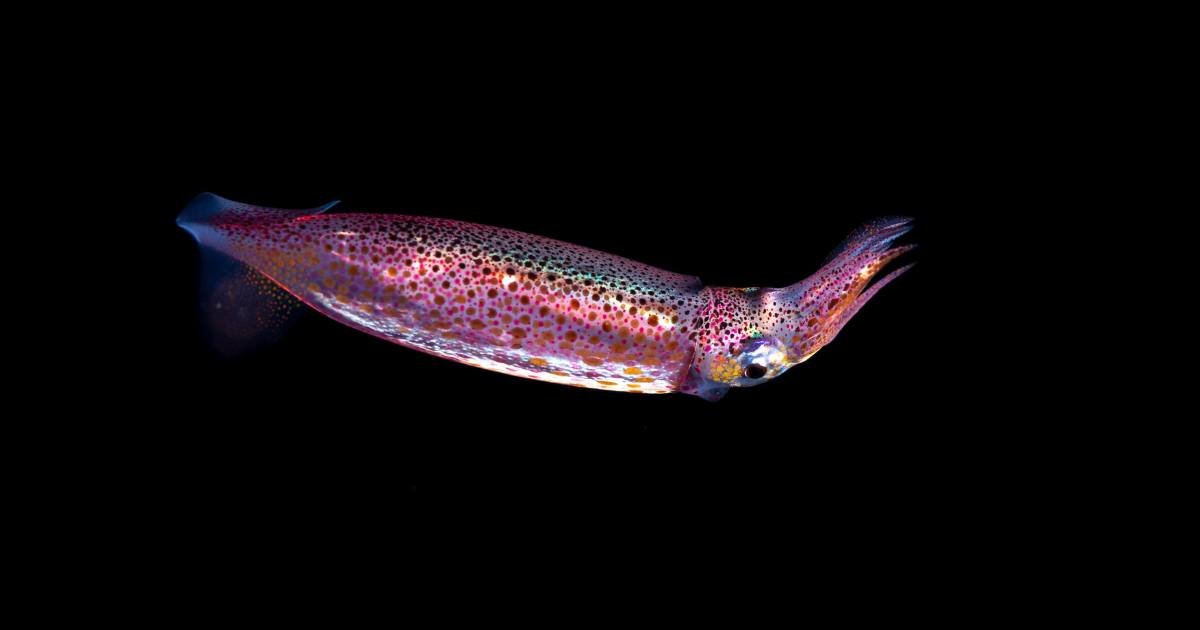 Neon Flying Squid - In Our Ocean