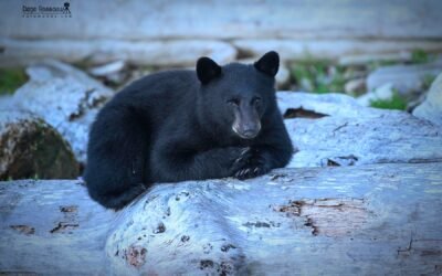 Waiting For Mama – Photo By Dene Rossouw