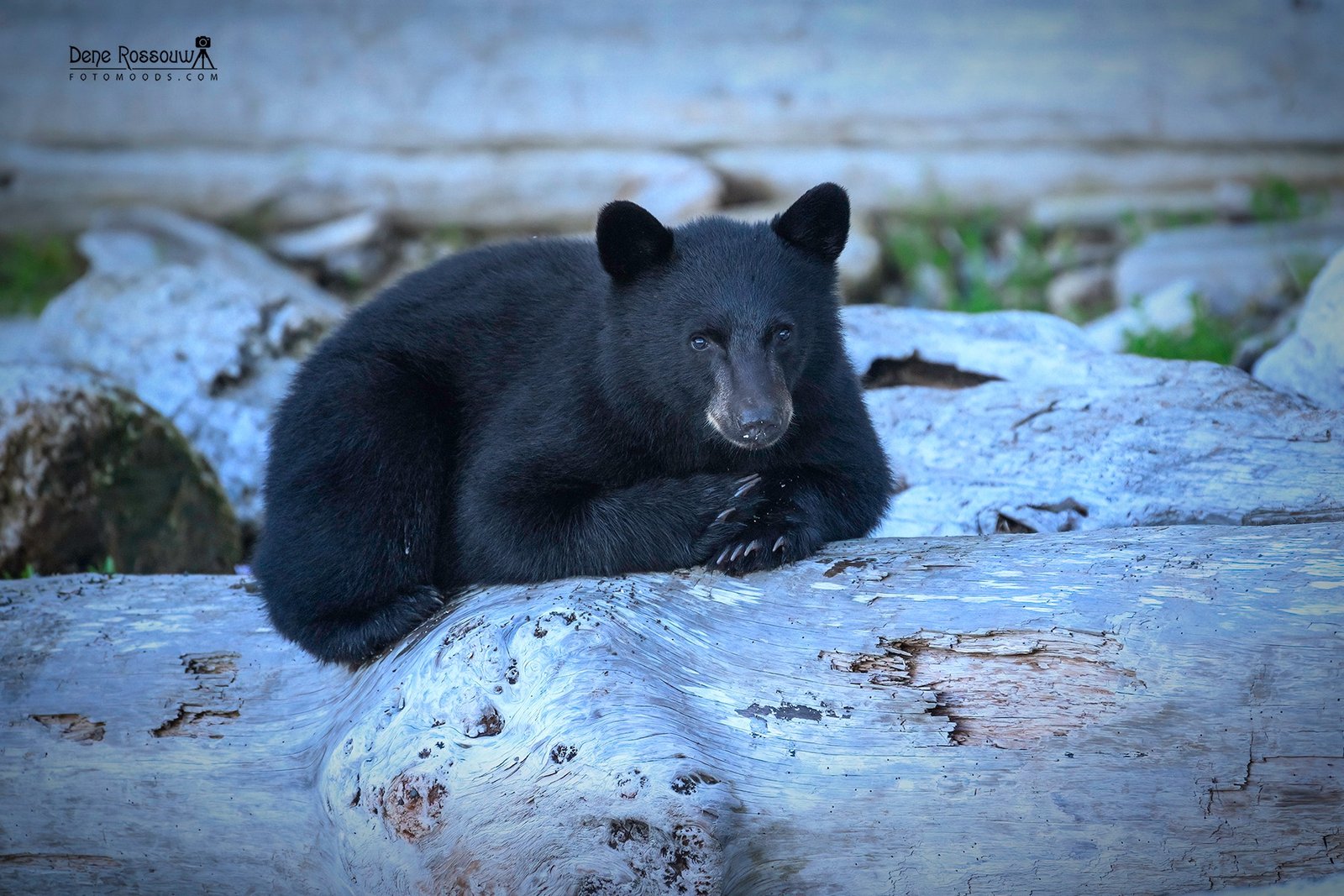 Waiting For Mama - Photo By Dene Rossouw