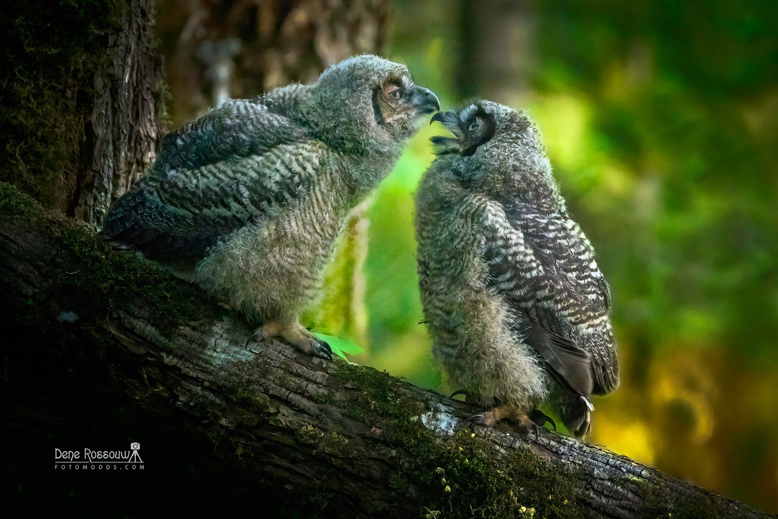 All About Mom - Photo By Dene Rossouw