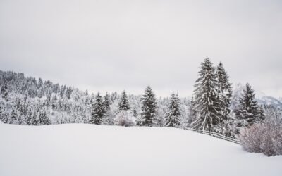 Expect A Green Christmas On Vancouver Island