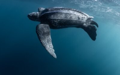Meet The Pacific Leatherback Sea Turtle