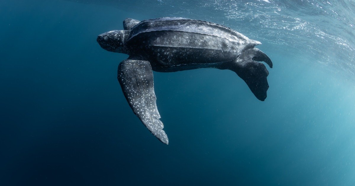 Meet The Pacific Leatherback Sea Turtle