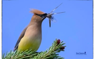 Gift Giver – Photo By Dene Rossouw