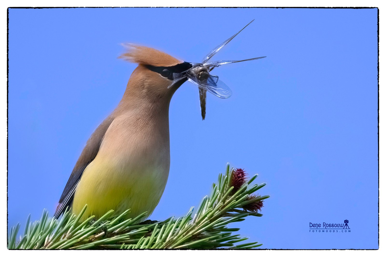 Gift Giver - Photo By Dene Rossouw