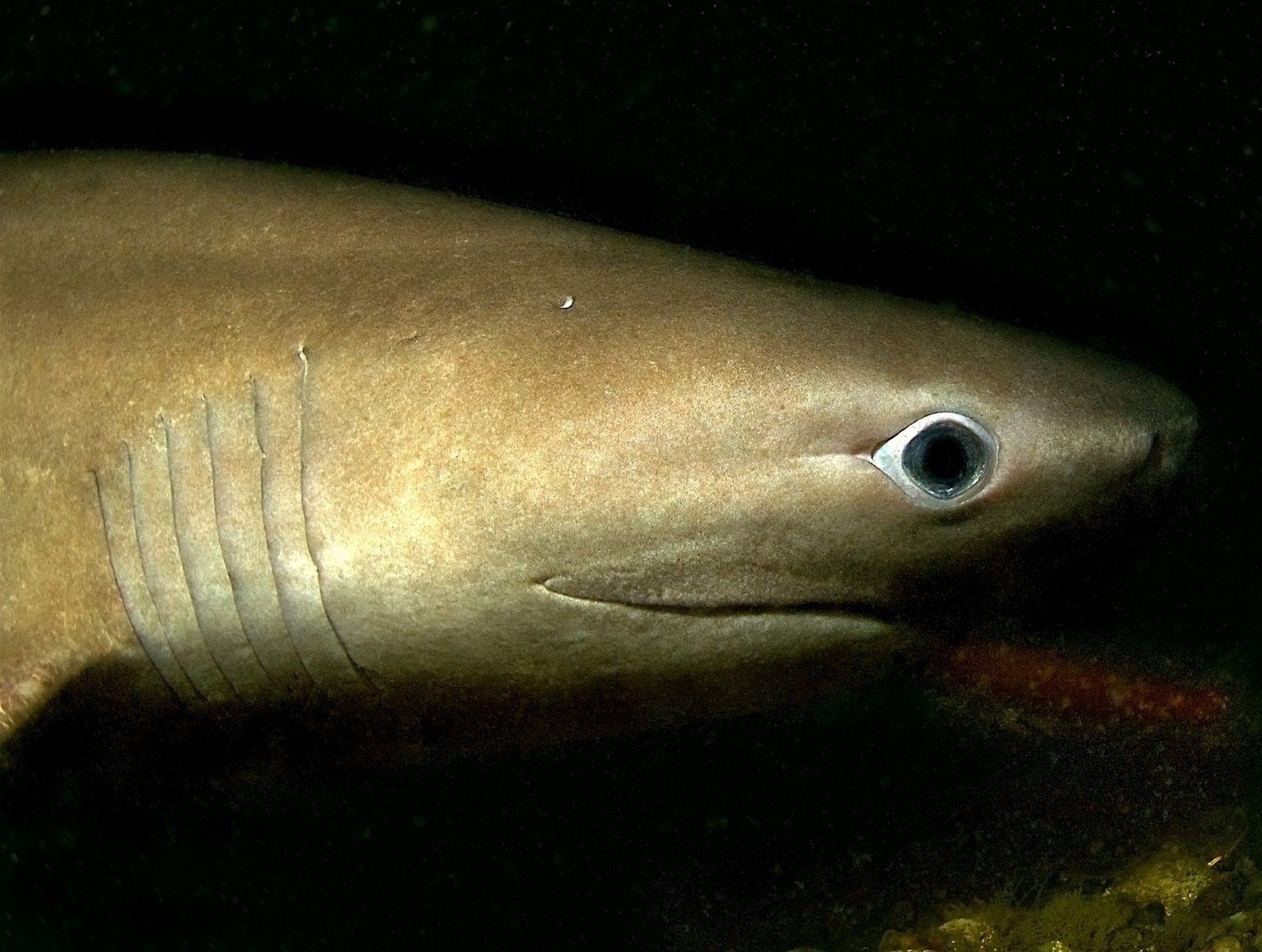 Meet The Pacific Bluntnose 6 Gill Shark