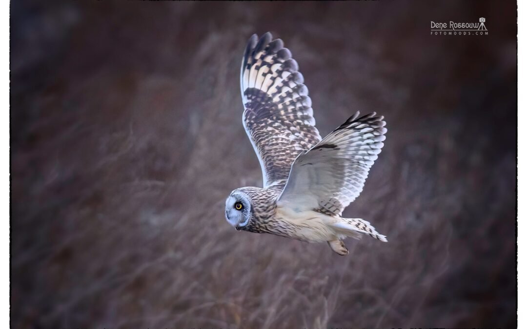 Silent Listener - Photo By Dene Rossouw