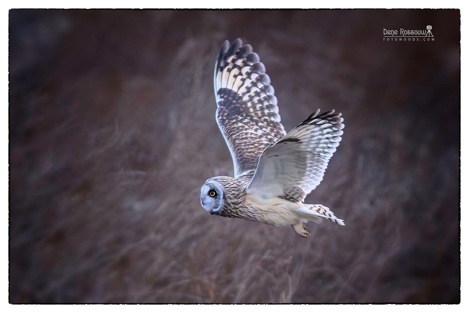 Silent Listener - Photo By Dene Rossouw