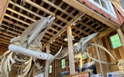 Telegraph Cove’s Whale Interpretive Centre Launches Fundraiser To Rebuild