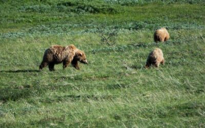 Sayward Grizzly Bear Interactions