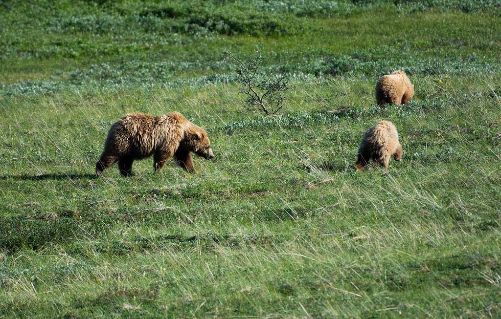 Grizzly Bear With Cubs