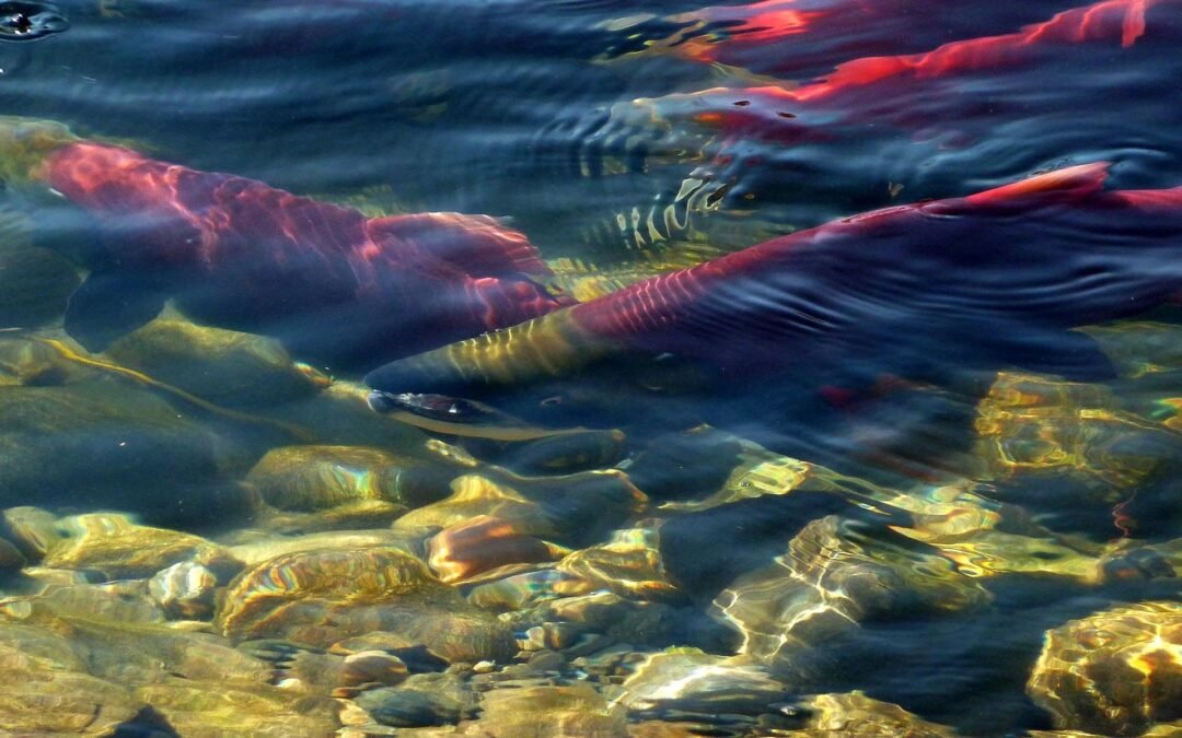 Surge of Sockeye Record Numbers Detected Early in Johnstone Strait Waters