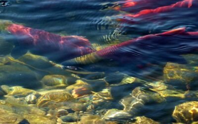 Surge of Sockeye: Record Numbers Detected Early in Johnstone Strait Waters