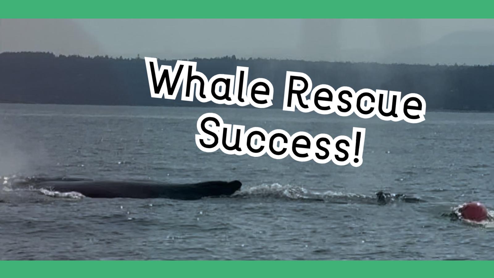 Entangled Humpback Whale Rescue Successful Near Vancouver Island