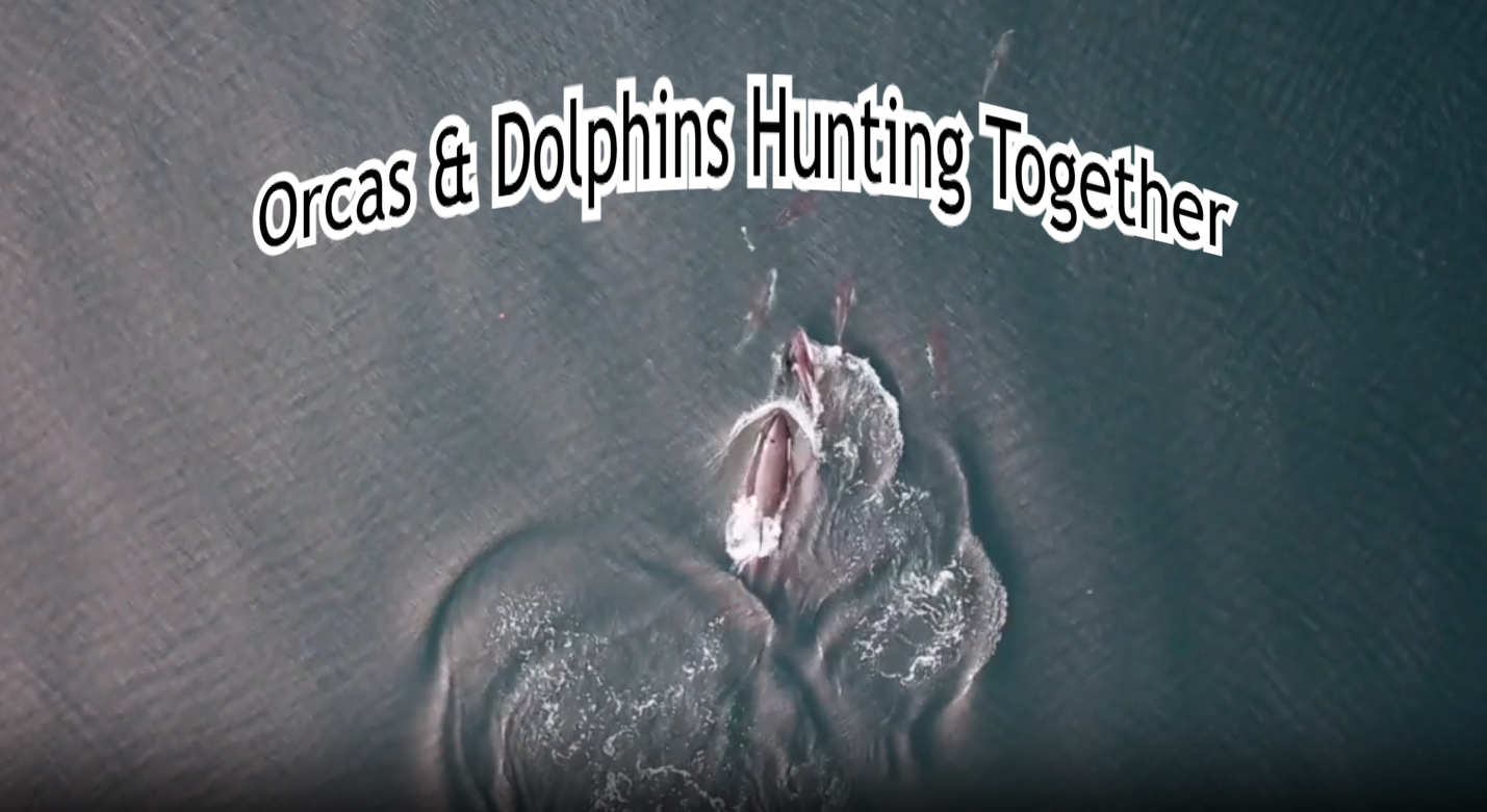 New Study Points To Cooperation Between Orcas And Dolphins While Feeding
