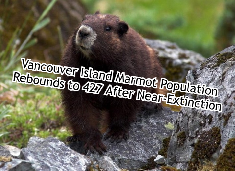 Vancouver Island Marmot Population Rebounds to 427 After Near Extinction