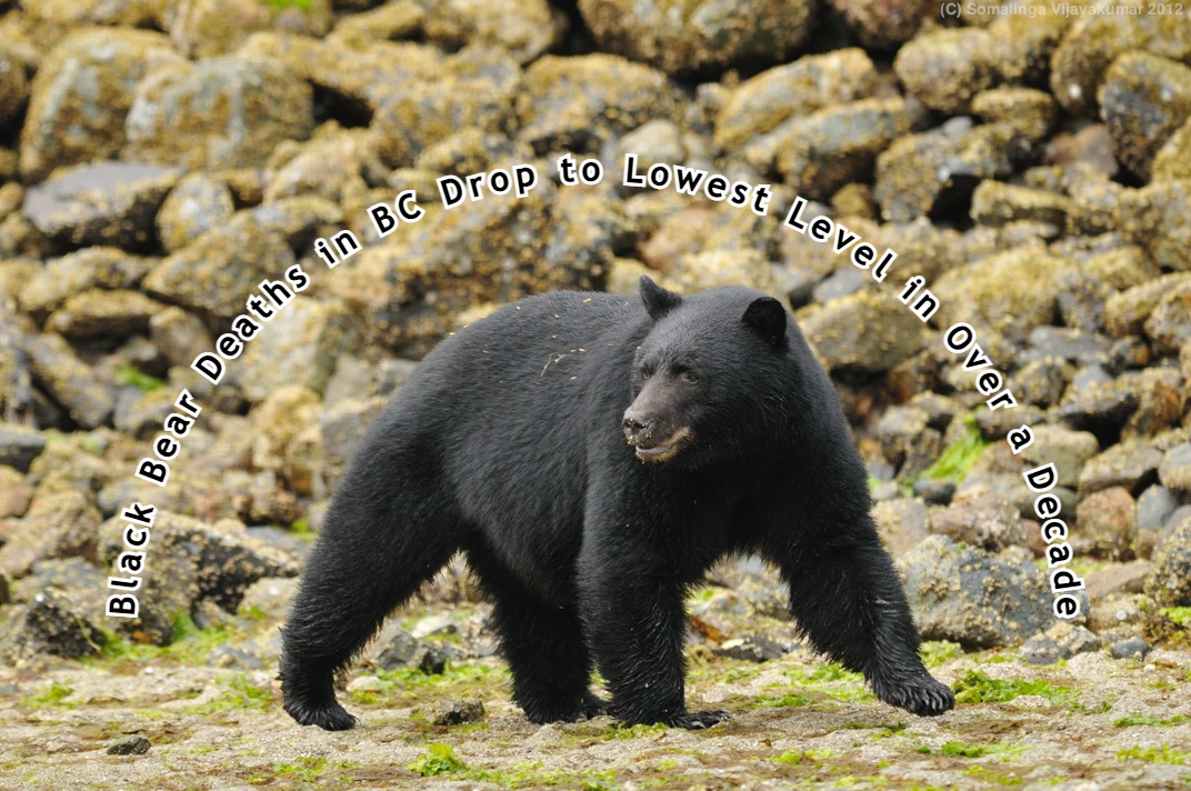 Black Bear Deaths in BC Drop to Lowest Level in Over a Decade