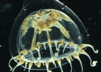 Jellyfish Plankton