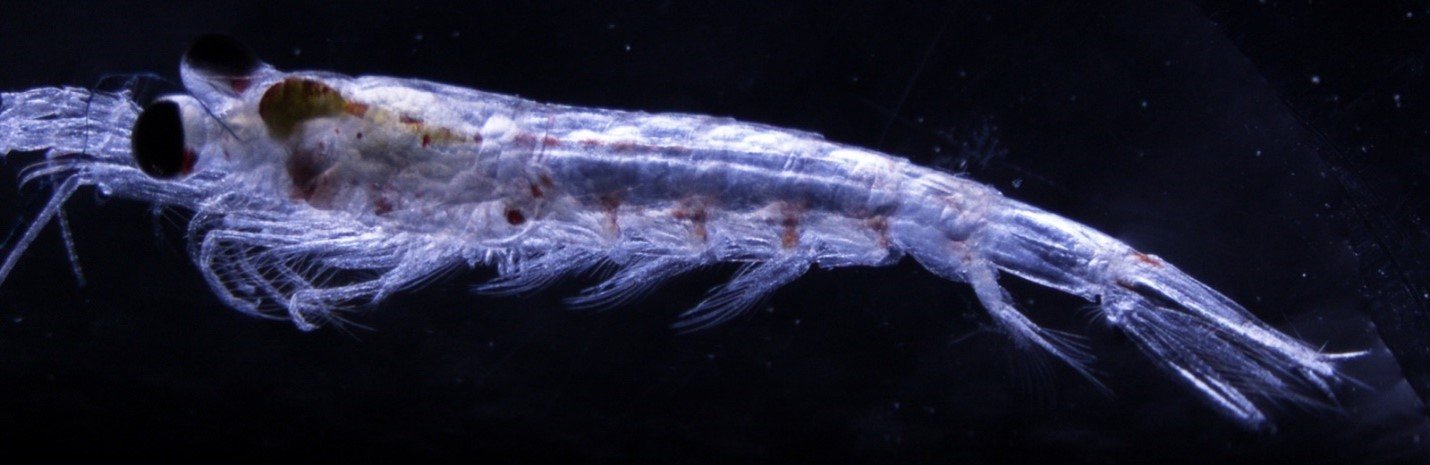 Plankton Are Small Aquatic Drifters With A Big Impact