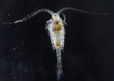 Plankton Copepod