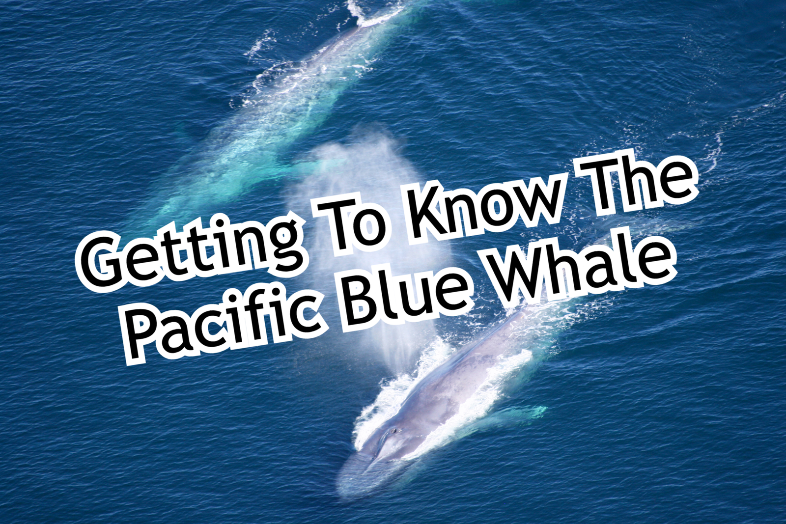 Getting To Know The Pacific Blue Whale