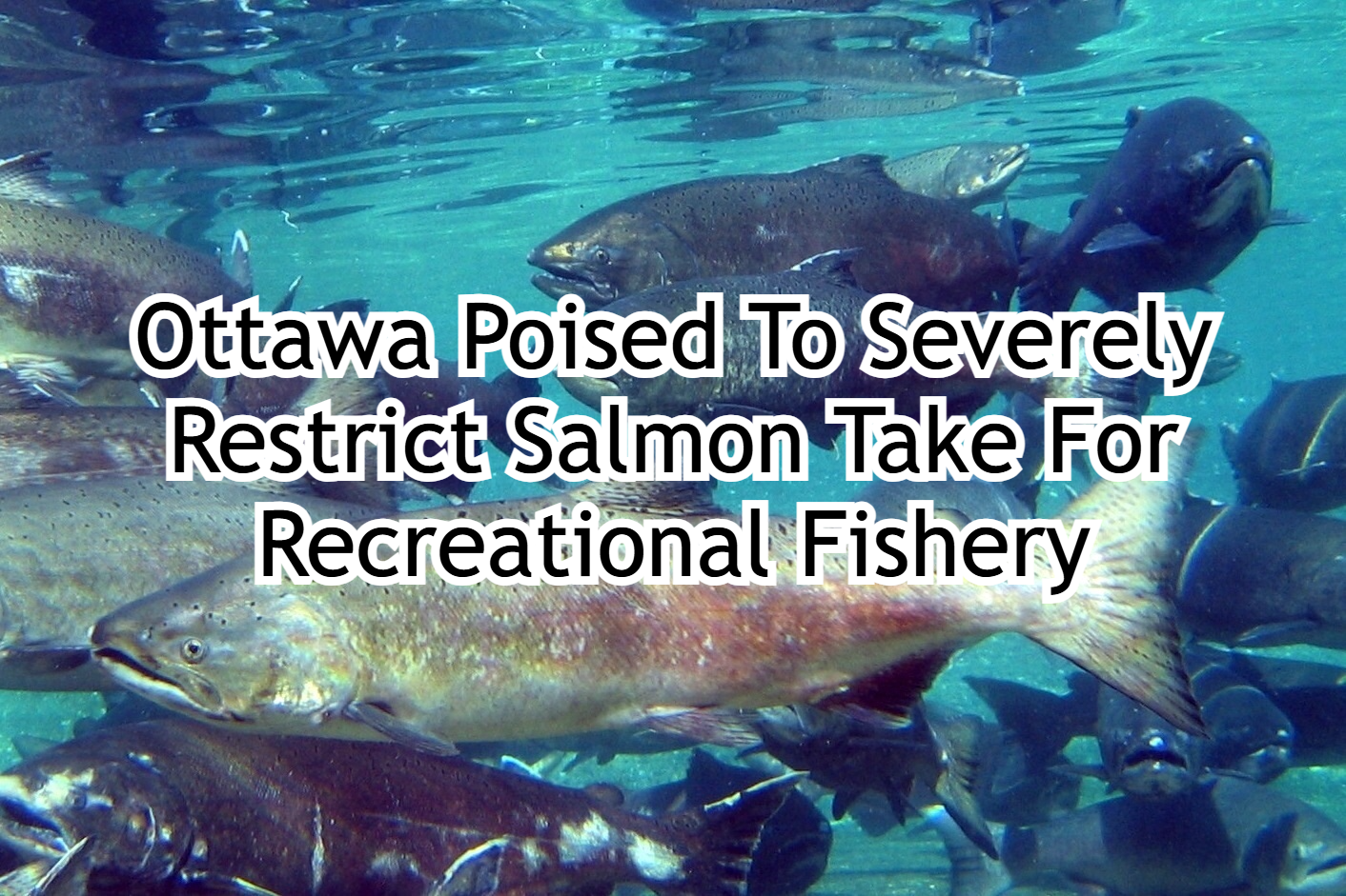 Ottawa Poised To Severely Restrict Salmon Take For Recreational Fishery