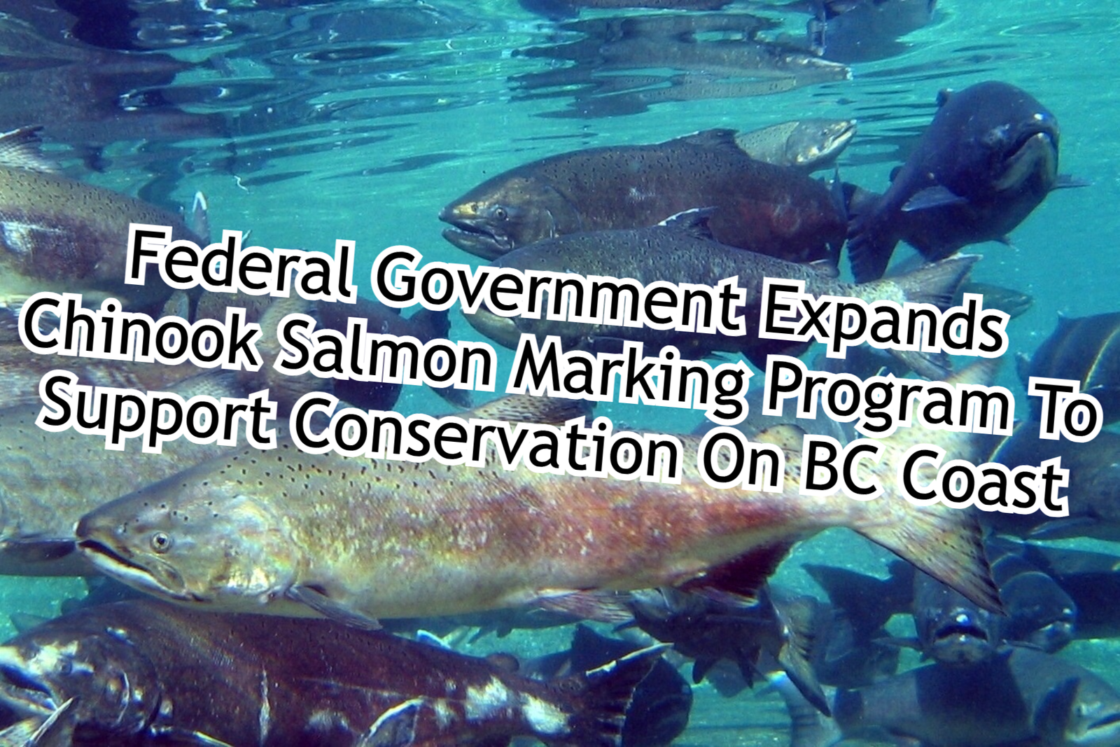 Federal Government Expands Chinook Salmon Marking Program To Support Conservation On BC Coast
