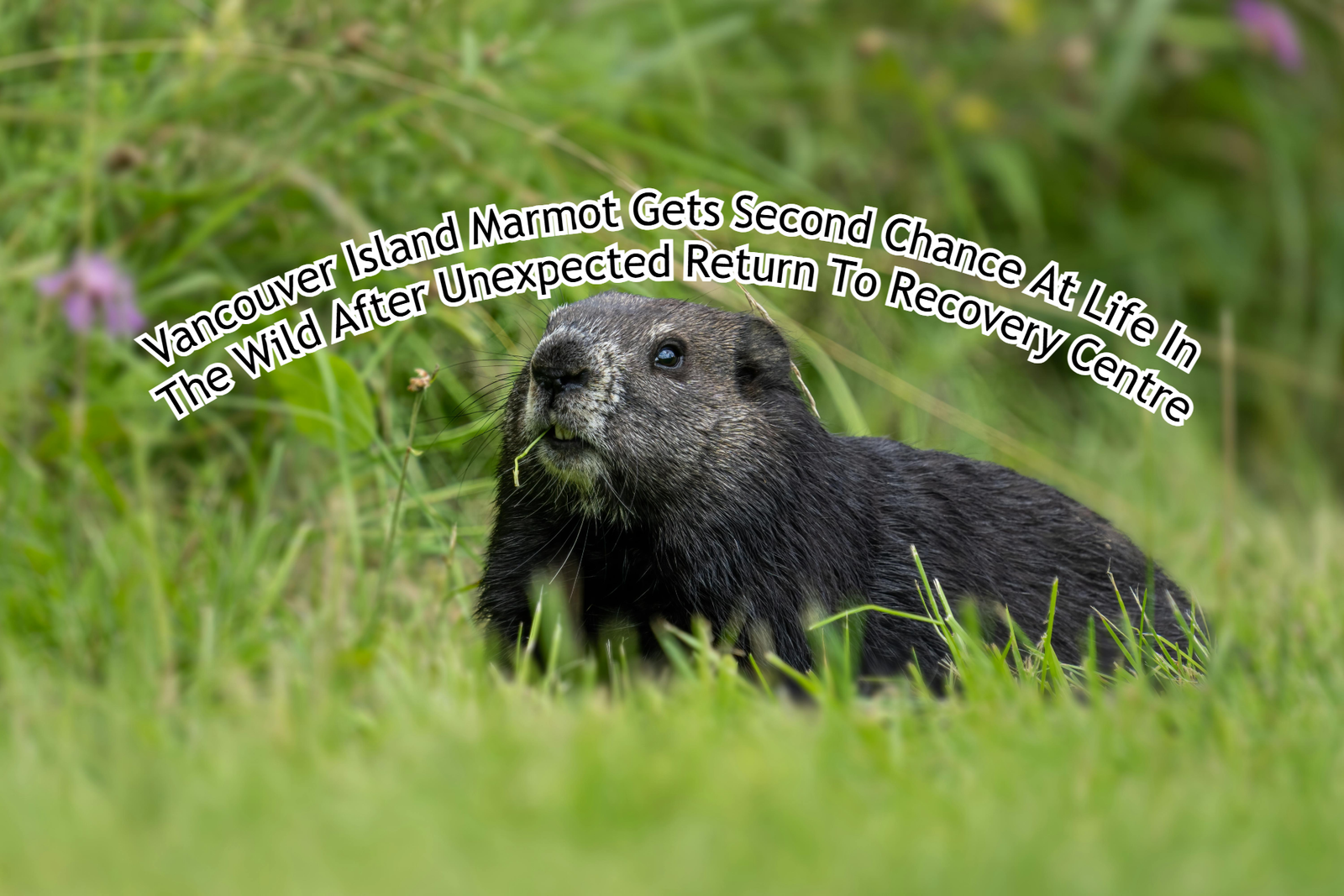 Vancouver Island Marmot Gets Second Chance At Life In The Wild After Unexpected Return To Recovery Centre