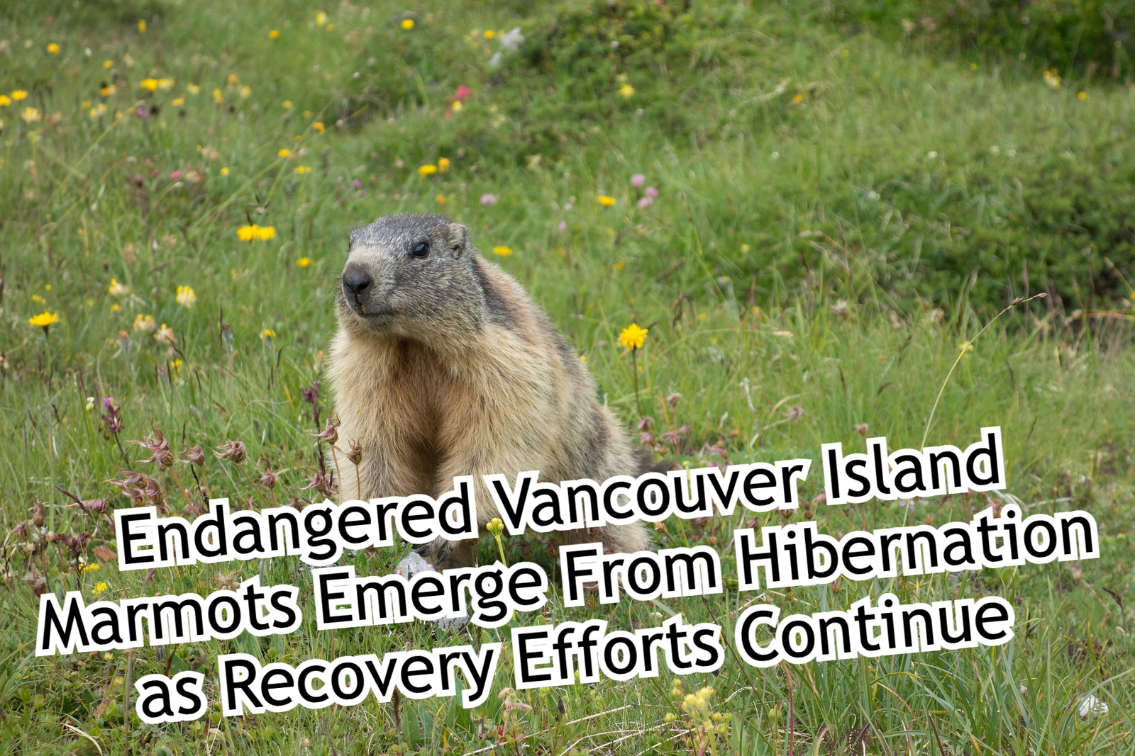 Endangered Vancouver Island Marmots Emerge From Hibernation as Recovery Efforts Continue