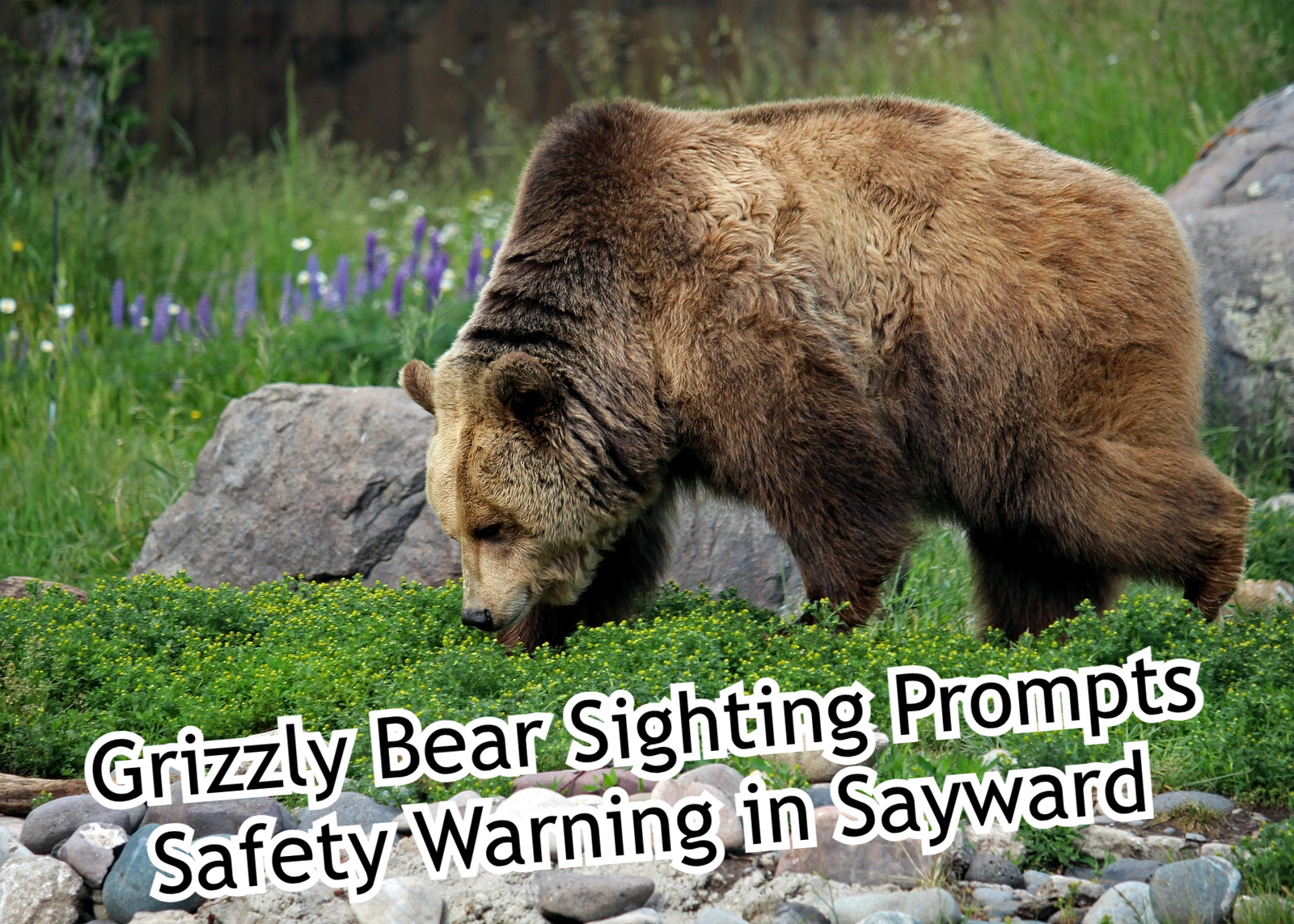 Grizzly Bear Sighting Prompts Safety Warning in Sayward
