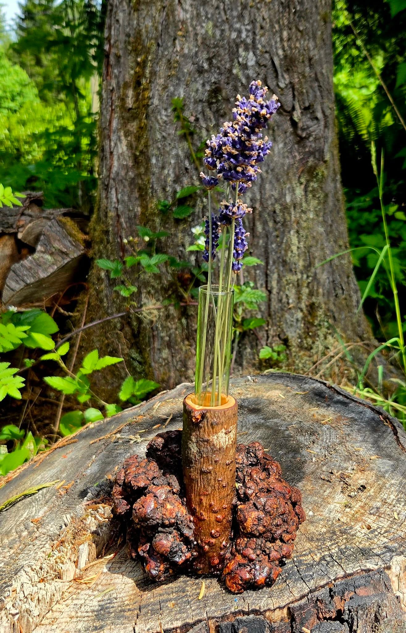 Yellow Cedar Vase Wrapped In Burl
