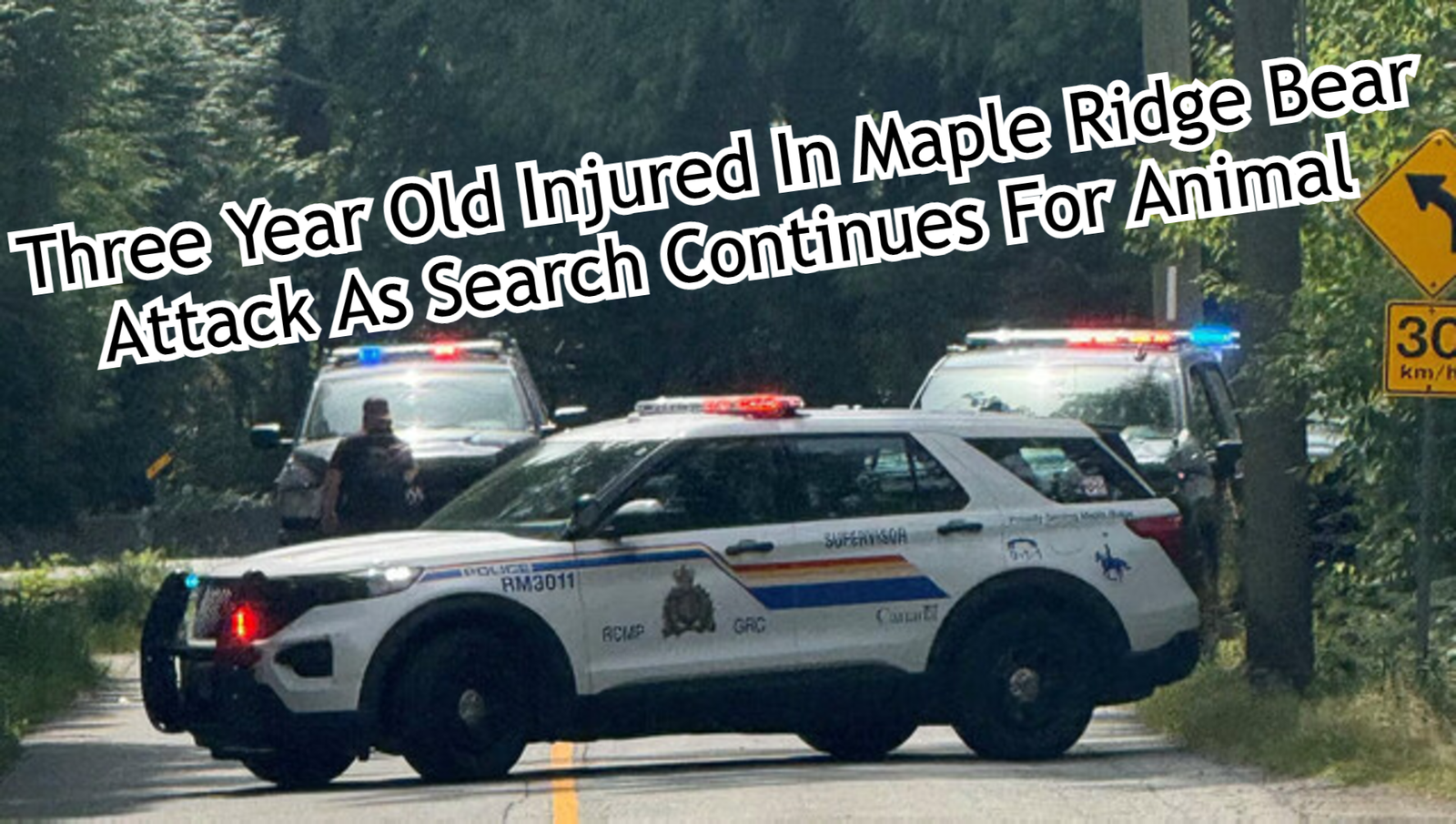 Three Year Old Injured In Maple Ridge Bear Attack As Search Continues For Animal