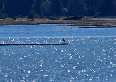 Kelsey Bay and Johnstone Strait Pictures September 6th 2026