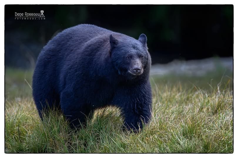 Bellyful Photo by Dene Rossouw