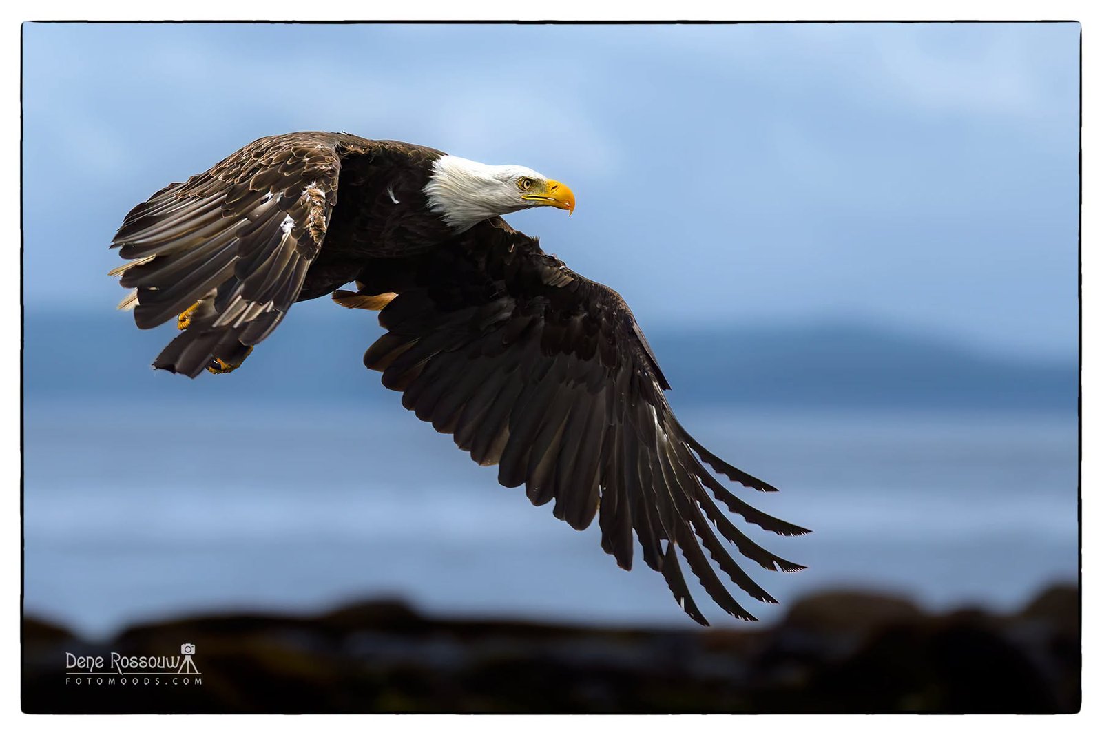 Flight Focus Photo by Dene Rossouw
