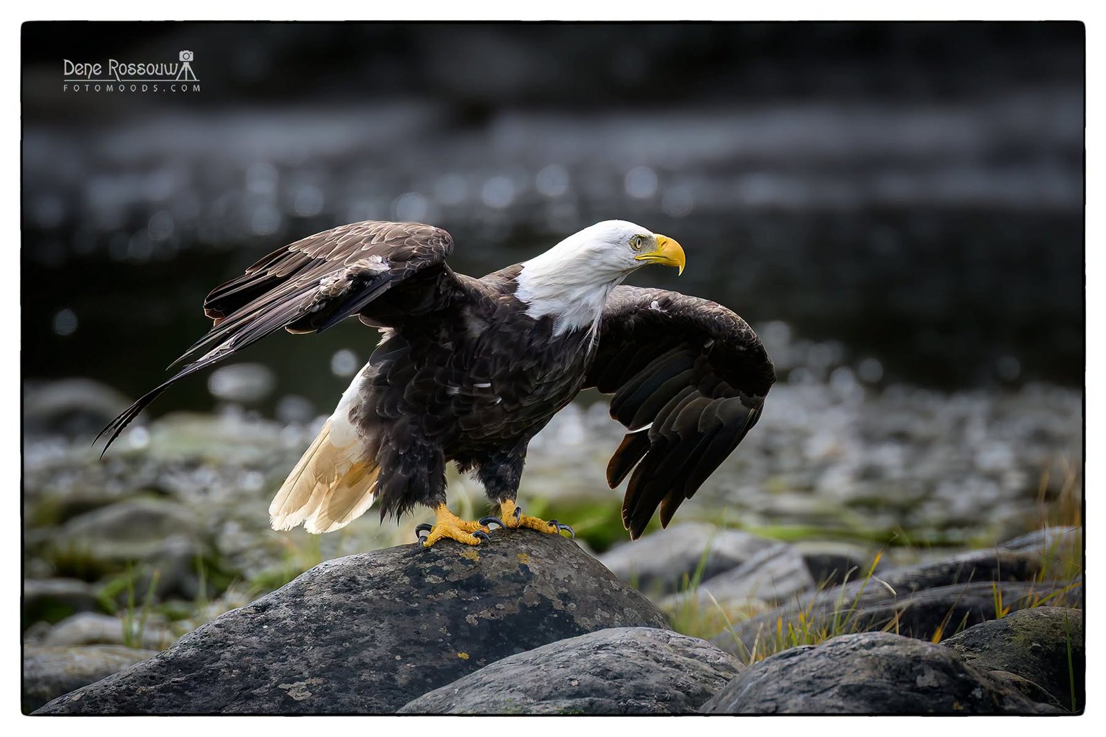 Flight Ready – Photo by Dene Rossouw